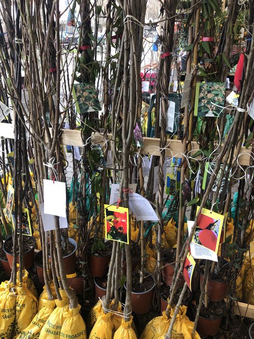 kiwi - Kaki  - Rodie   -Moșmon  - kurmal japonez  - Smochin - Lămâi