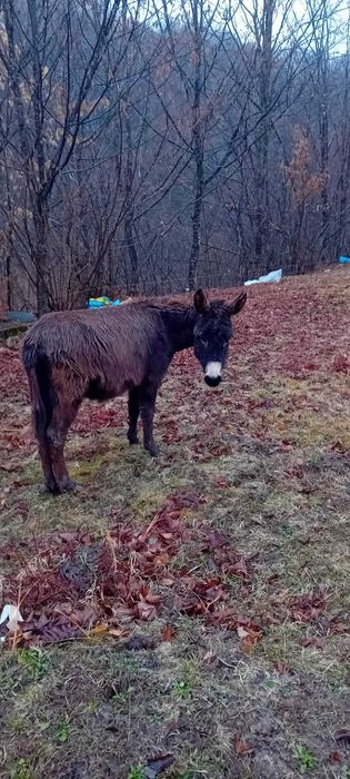 Vând măgar armăsar