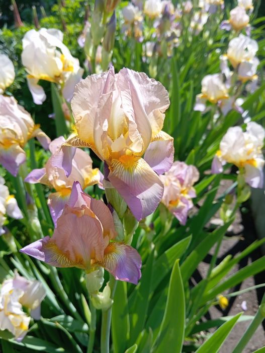 Ирис многолетние цветы