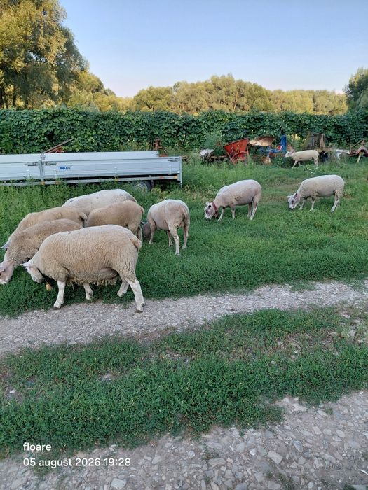 Oi berbec texel 12 bucati