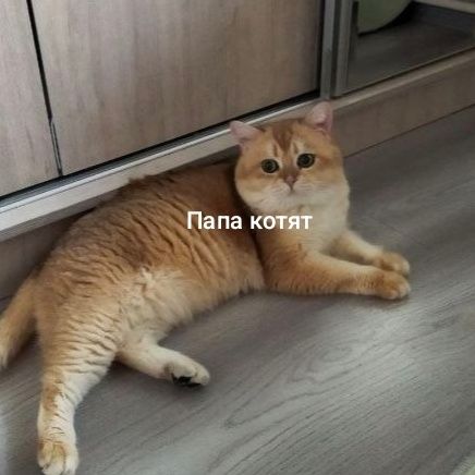 Котята шиншиллы фолд и страйты