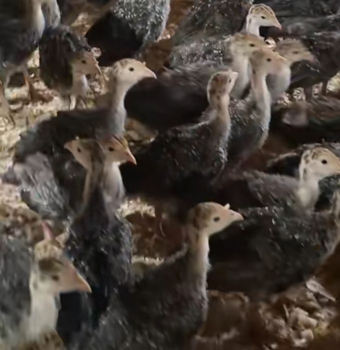 Индюшата Бронза Рубин БС