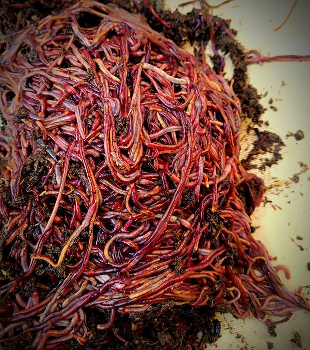 Kaliforniya chuvalchanglari kilogramga va kvadratga