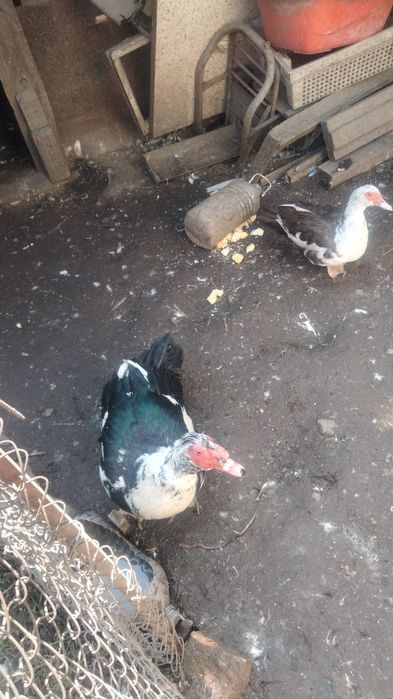 Индаутки породистые