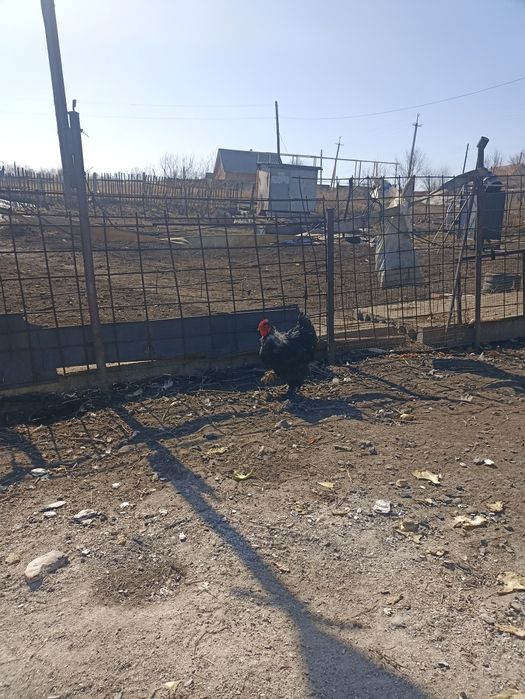 Продам петухов домашних