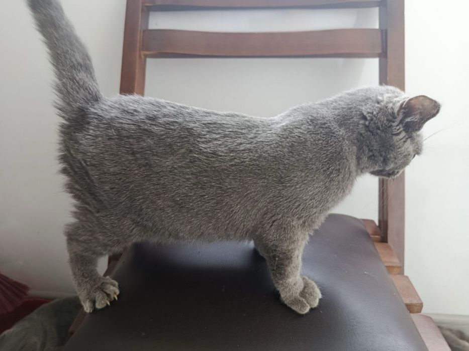 Котята бриттиш фолд scottish fold британки мушук боласи