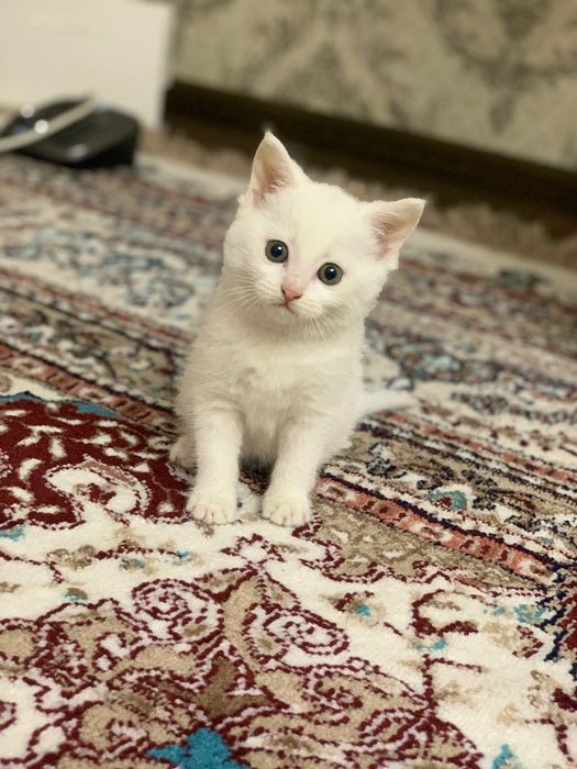 Scotish strayt toza qon