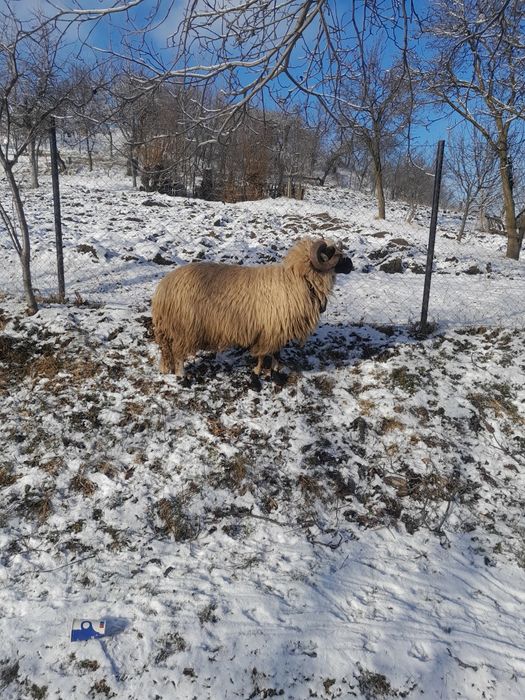 Vând 10 oi și un berbec