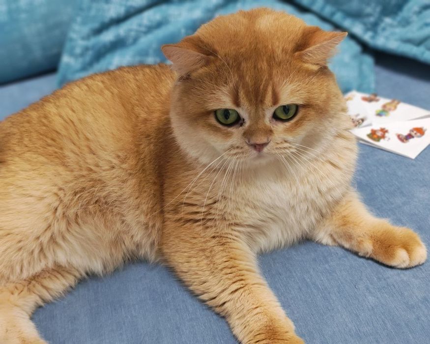 Шикарный  привозной золотая  шиншилла  котик   NY 12на вязку