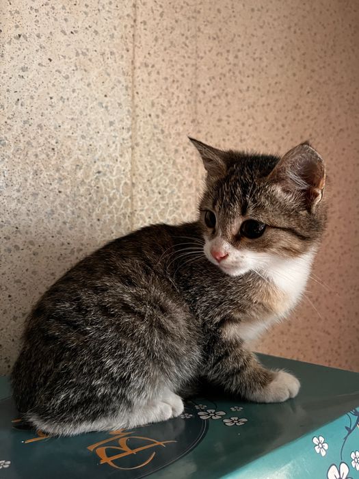Котенок мальчик в добрые руки
