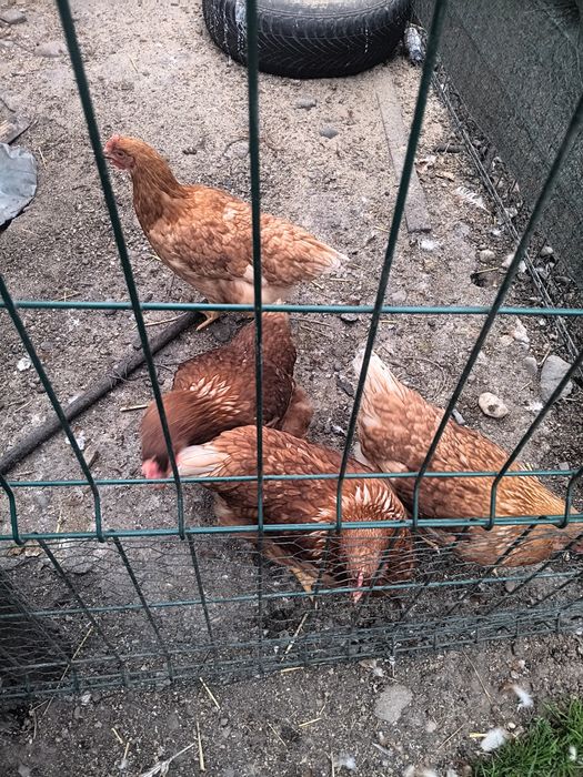 Puicute ouatoare de 18 săptămâni