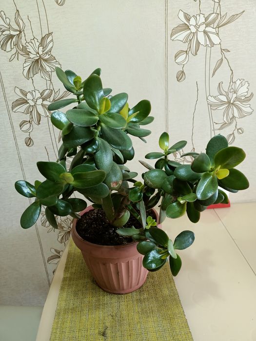 Продам комнатные цветы: денежное дерево