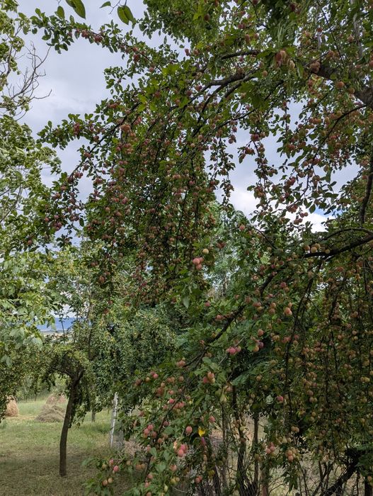 Corcodușe de grădină
