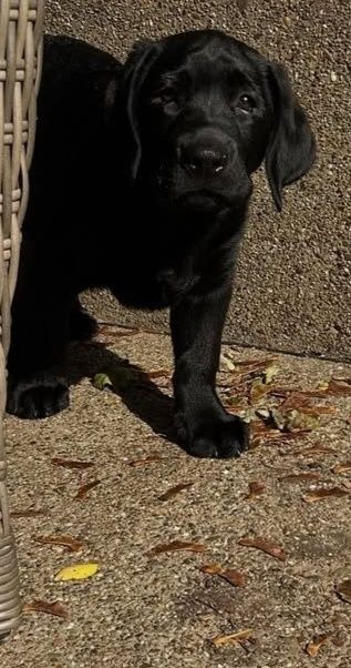 Puiuț Labrador Black