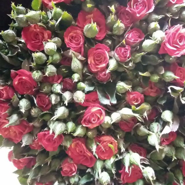 Гул кочат асартимент