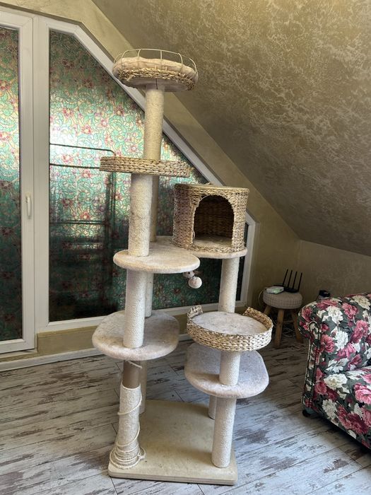 Голяма драскалка за котки