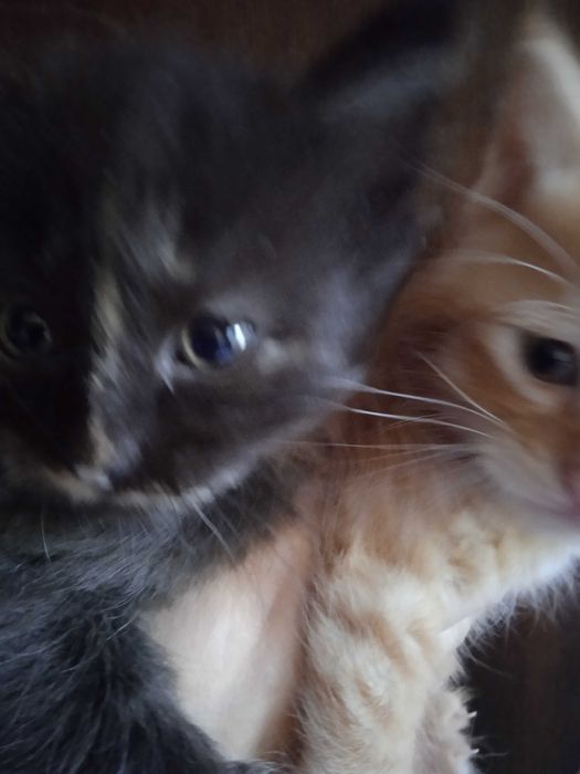 Красивые пушистые котятки, 35 дней.