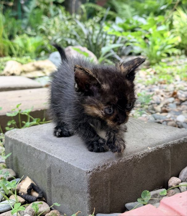 Кошечка в добрые руки