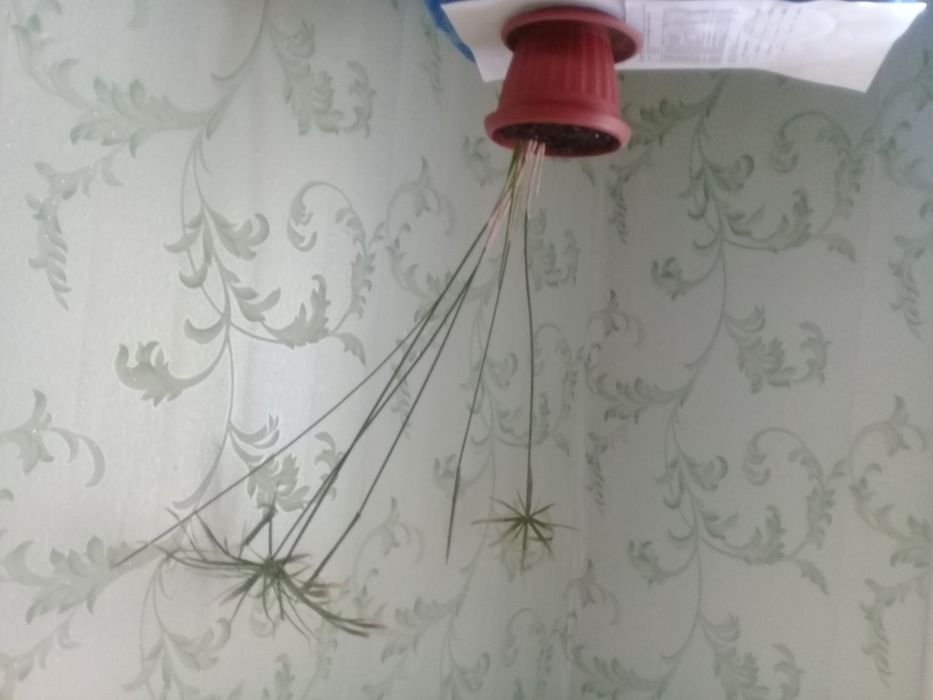 Продам комнатные растения