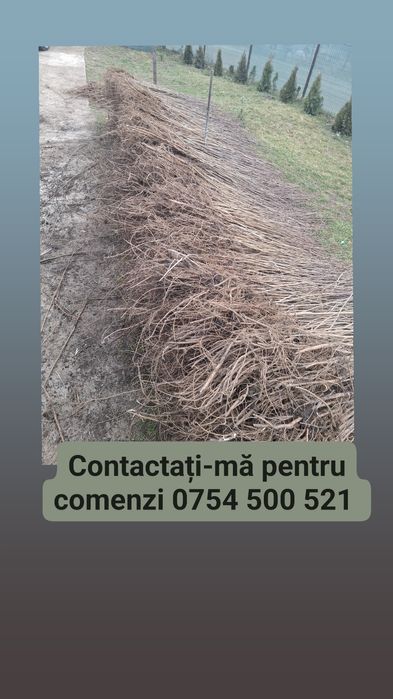 Puieti de salcâm de la 30 bani-1.20 bani