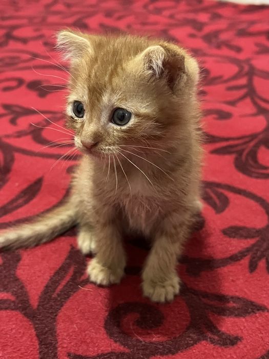 Scottish fold va strait 2 oylik hamma ovqat yeydi