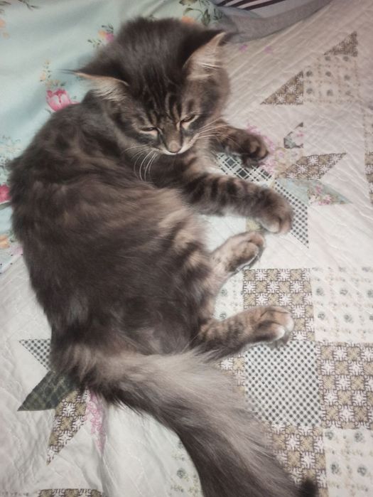 Кот 8 месяцев пушистый милый обязательно понравится