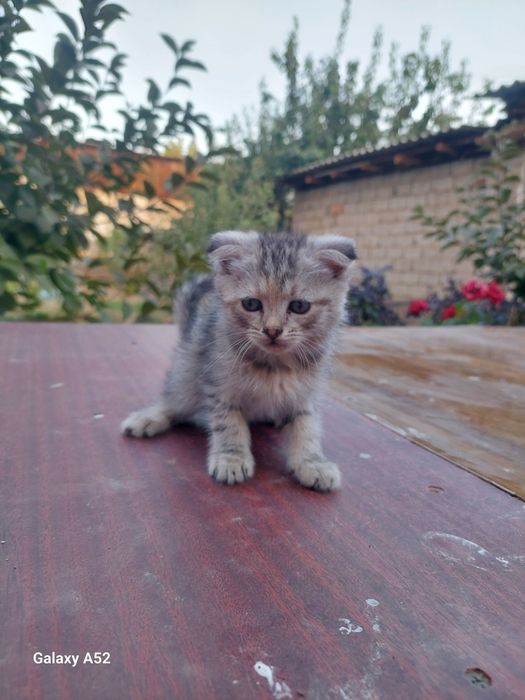 Хароший катйата.