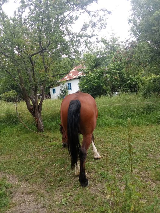 Vând cal în Nehoiu