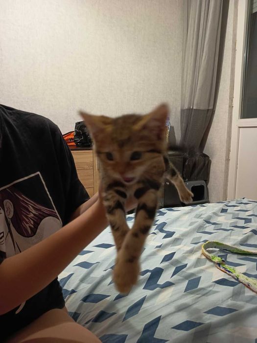 Подарявам малко коте