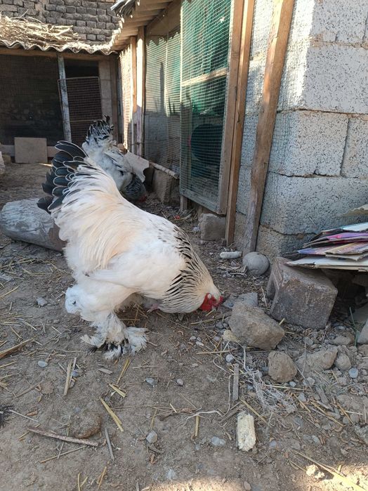 Брама хурозлар сотилади