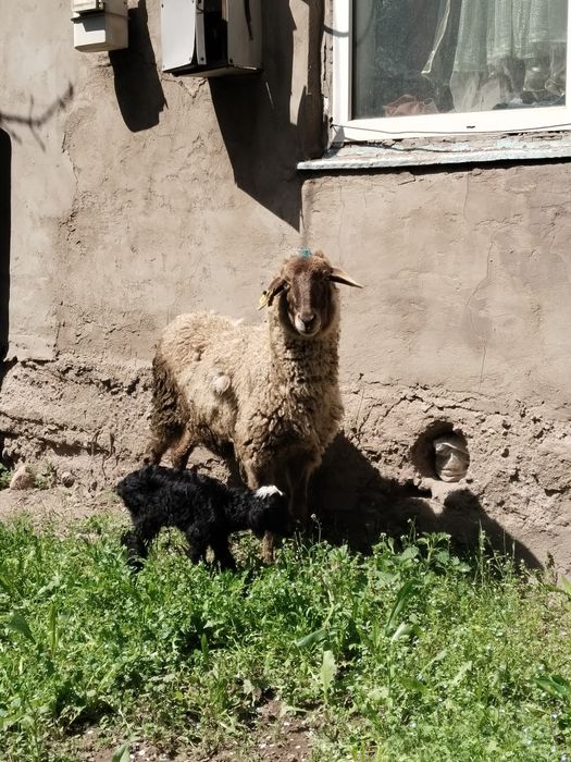 Козылы кой сатылады жас мал