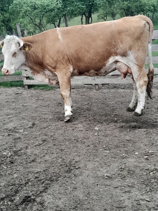 Vând vaca cu vițel belgian