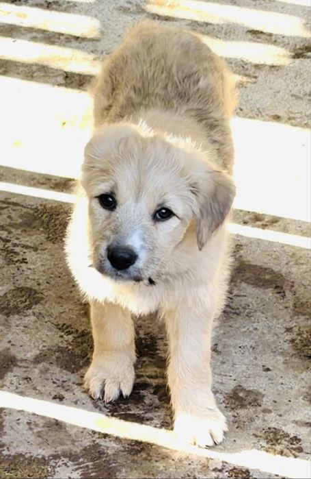 В добрые руки отдаем