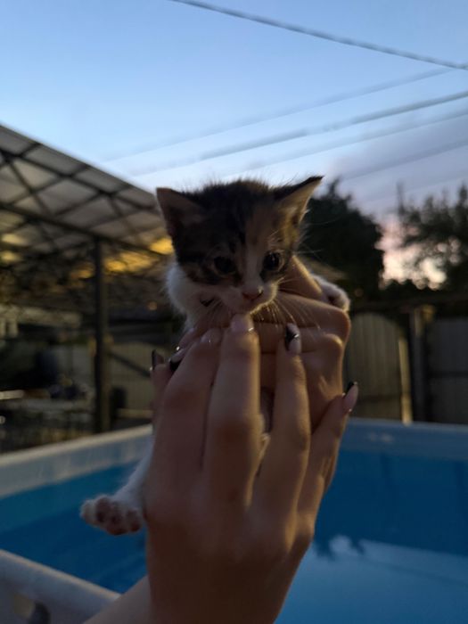 продаются котята