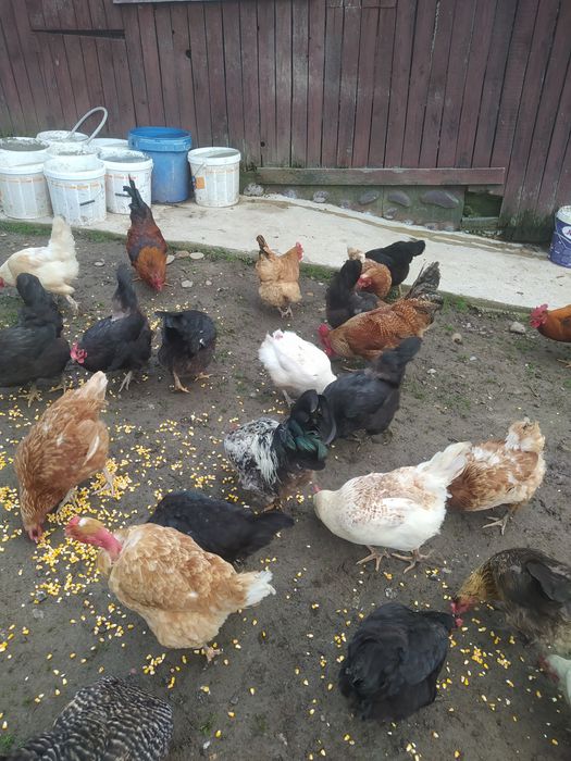 Vând cocosi diferite culori