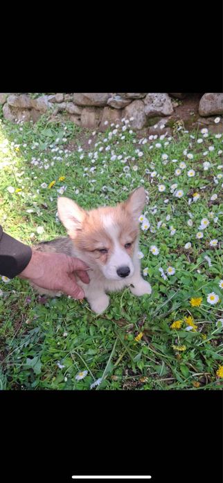 Продавам Уелско Корги Пембрук