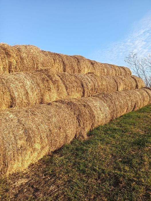 Vând baloti paie 125/150