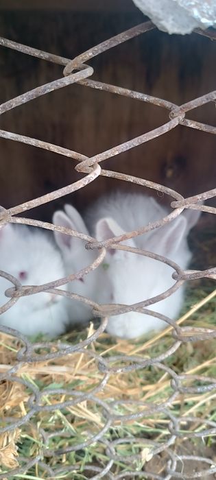 Quyon bolalari 1,2 oylik