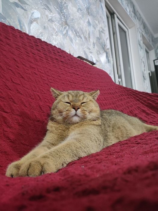 Кот для вязки/Мушук кошишга