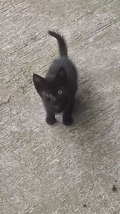 Adoptie pisicute