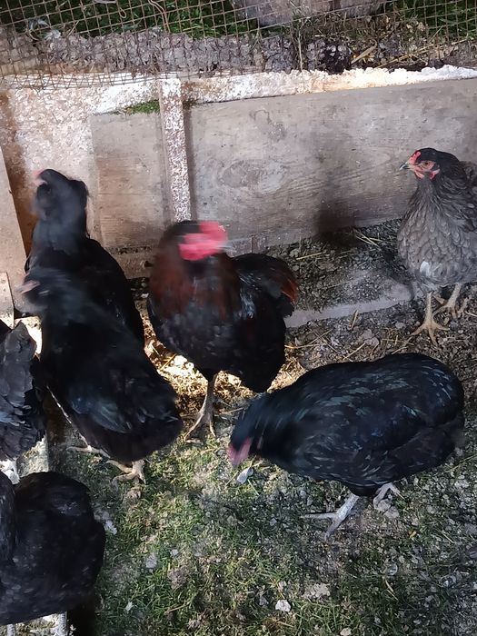 Oua pentru incubat Araucana preț 5 Ron bucata