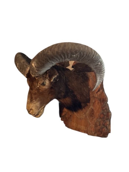 Трофей диви овни