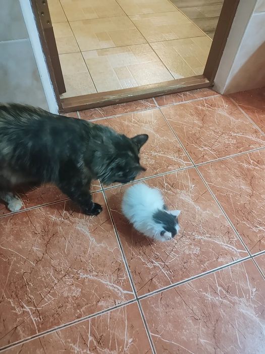 Отдам срочно в добрые руки