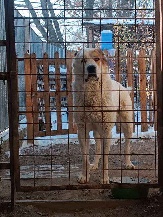 Төбет 3 жасар  САО