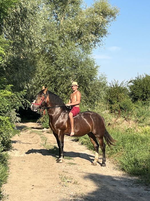 Iapa de vanzare tanaraa