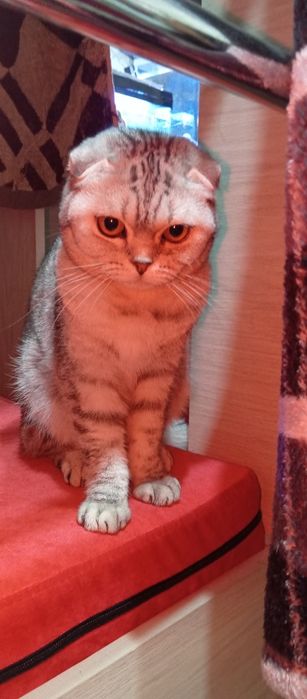 Шотландская вислоухая