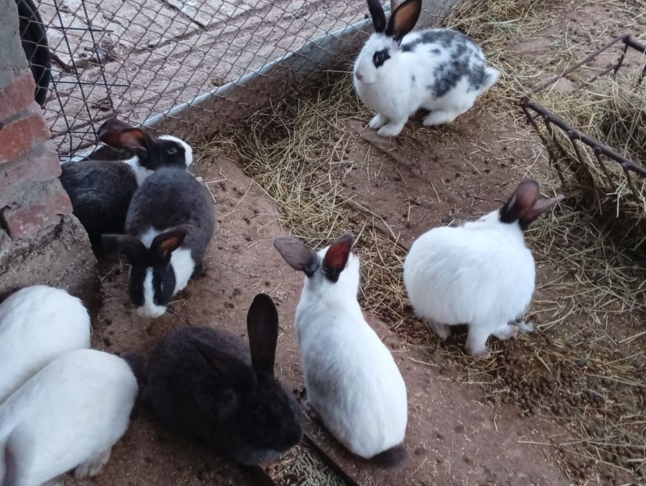 Продавам зайци, мъжки и женски