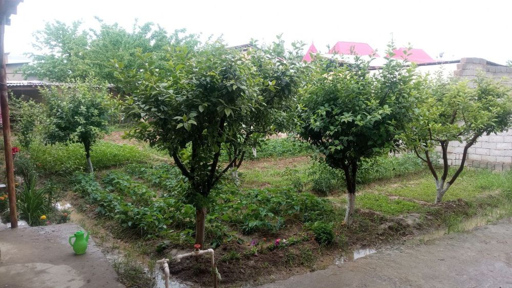 Uy yevo remont atapilena qilingan