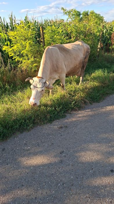 Vaca de vânzare