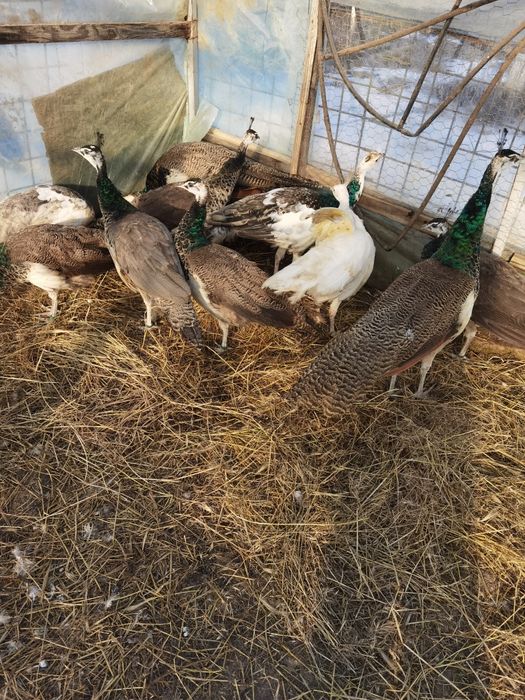 Pui de păun comuni  vârstă 4 luni 300 lei